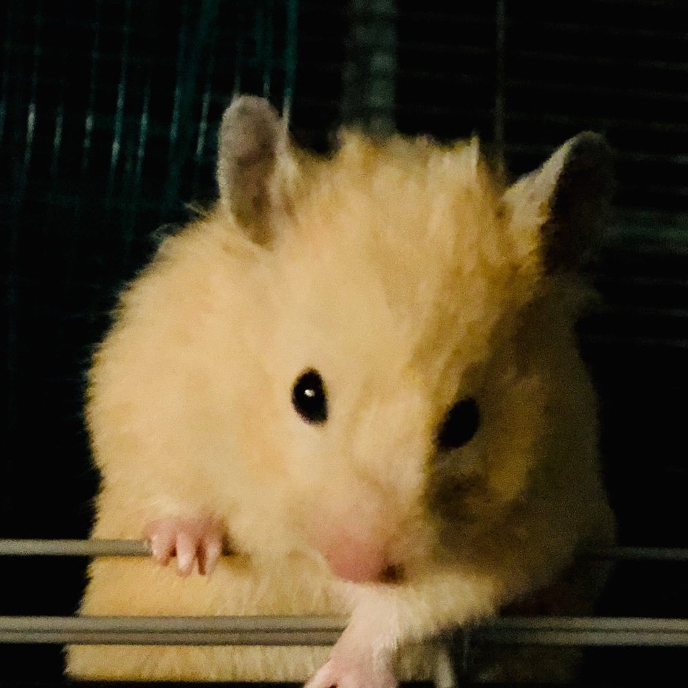 Meet your Posher, Evelyn